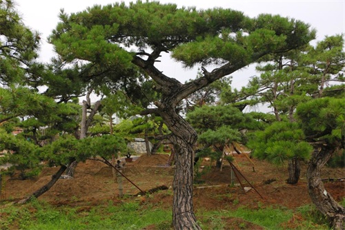 如何判斷造型松樹的健康狀況？